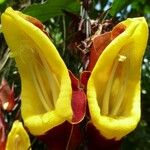 Thunbergia mysorensis Floare