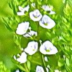 Veronica catenata Flower