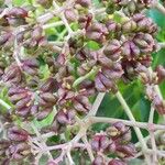 Tetradium daniellii Fruit