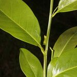 Vantanea occidentalis Leaf