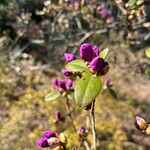 Rhododendron lapponicum পাতা