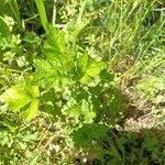 Artemisia vulgaris List