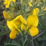 Crotalaria grahamiana Flor