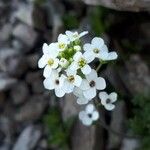 Hornungia alpina Квітка