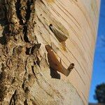 Betula pubescens Bark