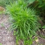 Liatris spicata Feuille