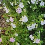Silene secundiflora Λουλούδι