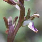 Anacamptis collina Floare