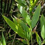 Phyllostachys nigra Leaf