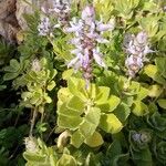 Plectranthus amboinicusKwiat