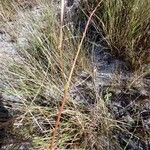 Oldenlandia lancifolia Інше