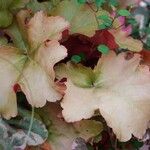 Heuchera micrantha पत्ता