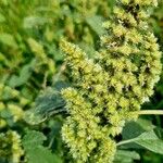 Amaranthus retroflexus Fruit