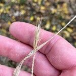 Elymus virginicus Fruit