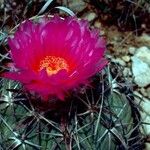 Echinocactus horizonthalonius Квітка