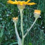 Senecio doronicum Floare