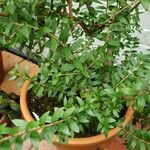 Myrtus communis Folha