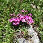 Dianthus pavonius Цвят