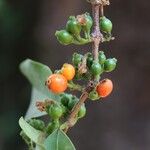 Tricalysia longituba Fruto