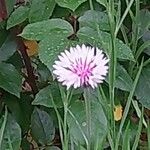 Crepis rubra Floare