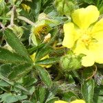 Potentilla crantzii Kwiat