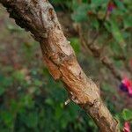 Fuchsia magellanica Bark
