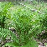 Osmunda claytoniana Folha