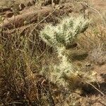 Cylindropuntia echinocarpa ᱥᱟᱠᱟᱢ