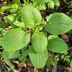 Stachys alpina ഇല