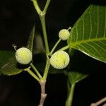 Brosimum alicastrum Fruit