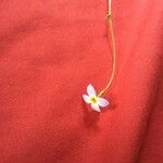Houstonia caerulea Blüte