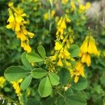 Melilotus italicus Flower