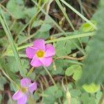 Oxalis purpurea Flower