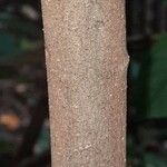 Malvaviscus arboreus പുറംതൊലി
