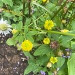 Trifolium aureum Flower