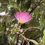 Albizia julibrissinফুল