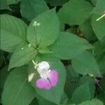 Impatiens balfourii 花