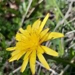 Scorzonera austriaca Flor