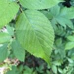 Rubus canadensis Blad