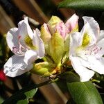 Rhododendron macrophyllum Flower