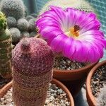 Echinocereus rigidissimus 叶