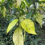 Acalypha macrostachya Yaprak