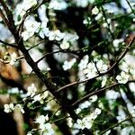 Prunus avium Flower