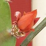 Disocactus ackermannii Kukka