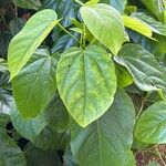 Pterygota brasiliensis 葉