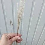 Miscanthus sinensisFlower