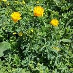 Trollius asiaticus Flors