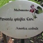 Pavonia spinifex Fleur