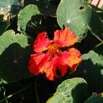 Tropaeolum majusFlor