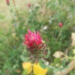 Trifolium incarnatumFlower